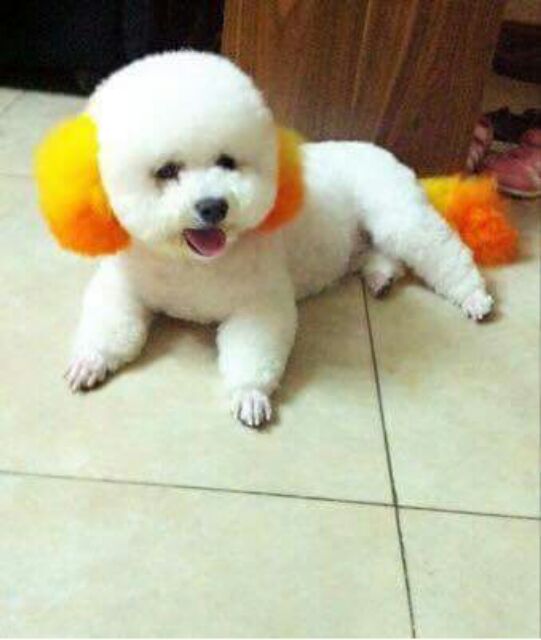 Thuốc nhuộm lông cho cún