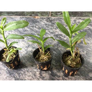 Phi điệp 5 cánh trắng phú thọ ( combo 2 cốc )