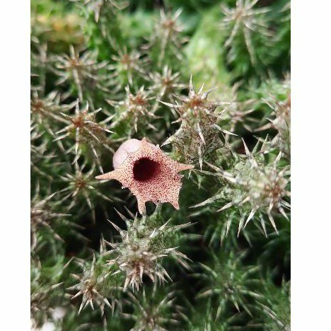 Sao biển Stapelianthus Decaryi