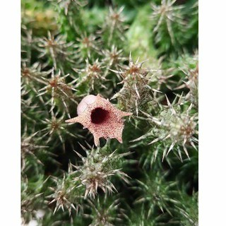 Sao biển Stapelianthus Decaryi