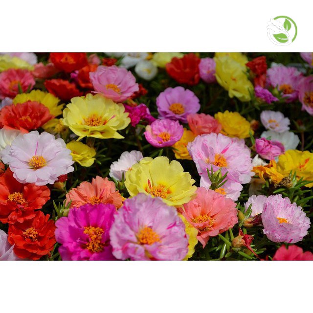 Hạt Giống Hoa Mười Giờ Kép Mix Nhiều Màu PN-08 Phú Nông - Gói 50 hạt - &quot;Double Petals&quot; Portulaca Happy Hour Mix