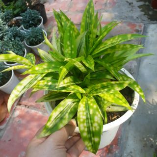 💚 Cây trúc nhật vàng 💚