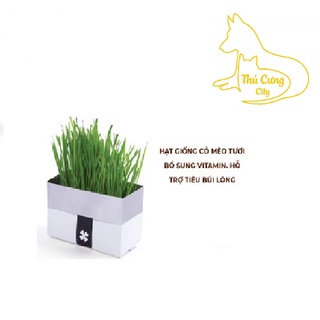 Cỏ lúa mạch hỗ trợ tiêu búi lông cho mèo