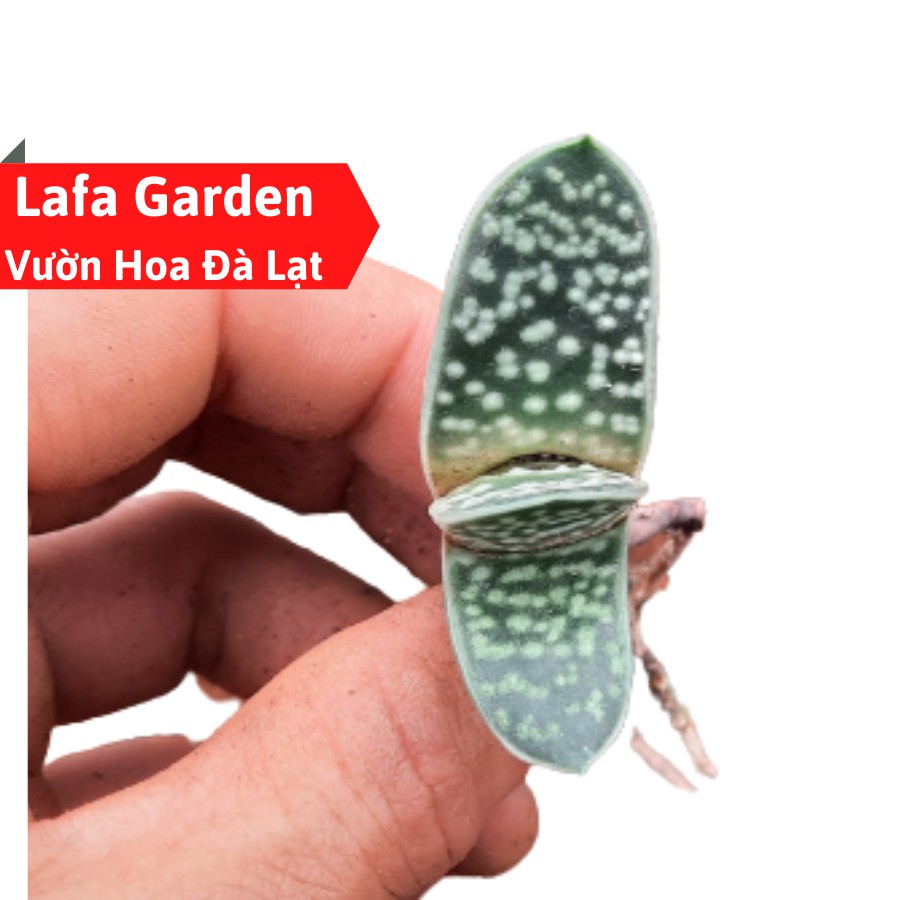 Sen đá mỏ vịt, cây sen đá mỏ vịt giống đẹp LAFA GARDEN