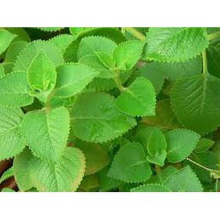 HẠT GIỐNG HÚNG CHANH GÓI 0,1G