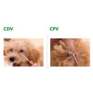 Que test CDV Care và CPV Parvo