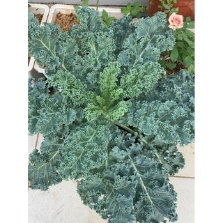cây giống cải kale (blue kale)