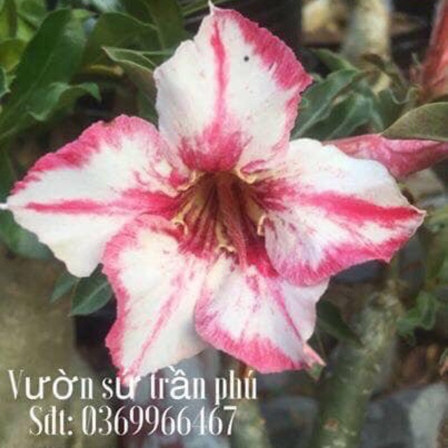 Hoa Sứ Uyên Ương