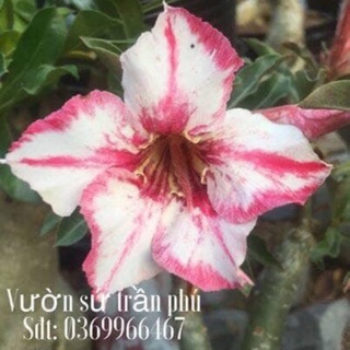 Hoa Sứ Uyên Ương