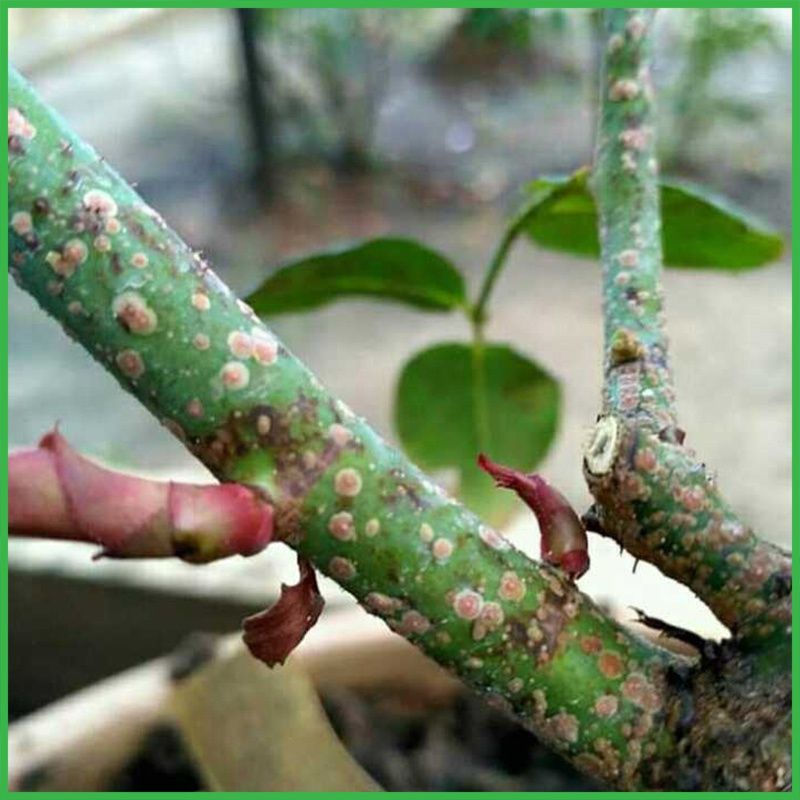 Chế phẩm diệt rầy rệp, bọ trĩ, bọ phấn , bọ nhảy trên sen đá, hoa hồng, cây kiểng...