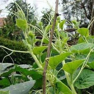 HẠT GIỐNG BẦU ĂN NGỌN