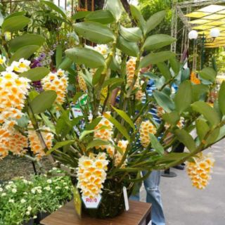 500Gr Phân Bón Tan Chậm Nhật Bản (14-13-13)