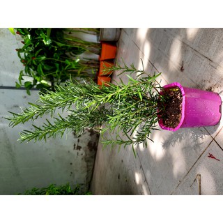 Cây hương thảo (freeship)