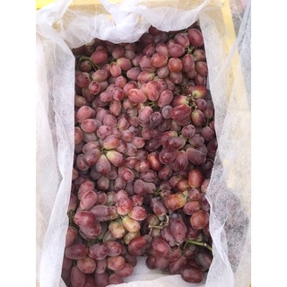 nho ruby ko hạt