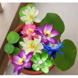 10 hạt giống sen nhật mini nhiều màu dễ trồng