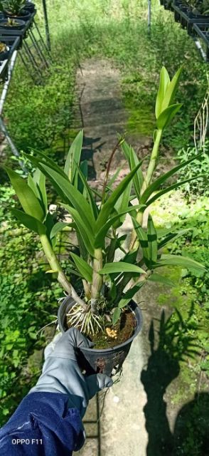 Hoa Lan dendro yaya mặt cười cây trưởng thành