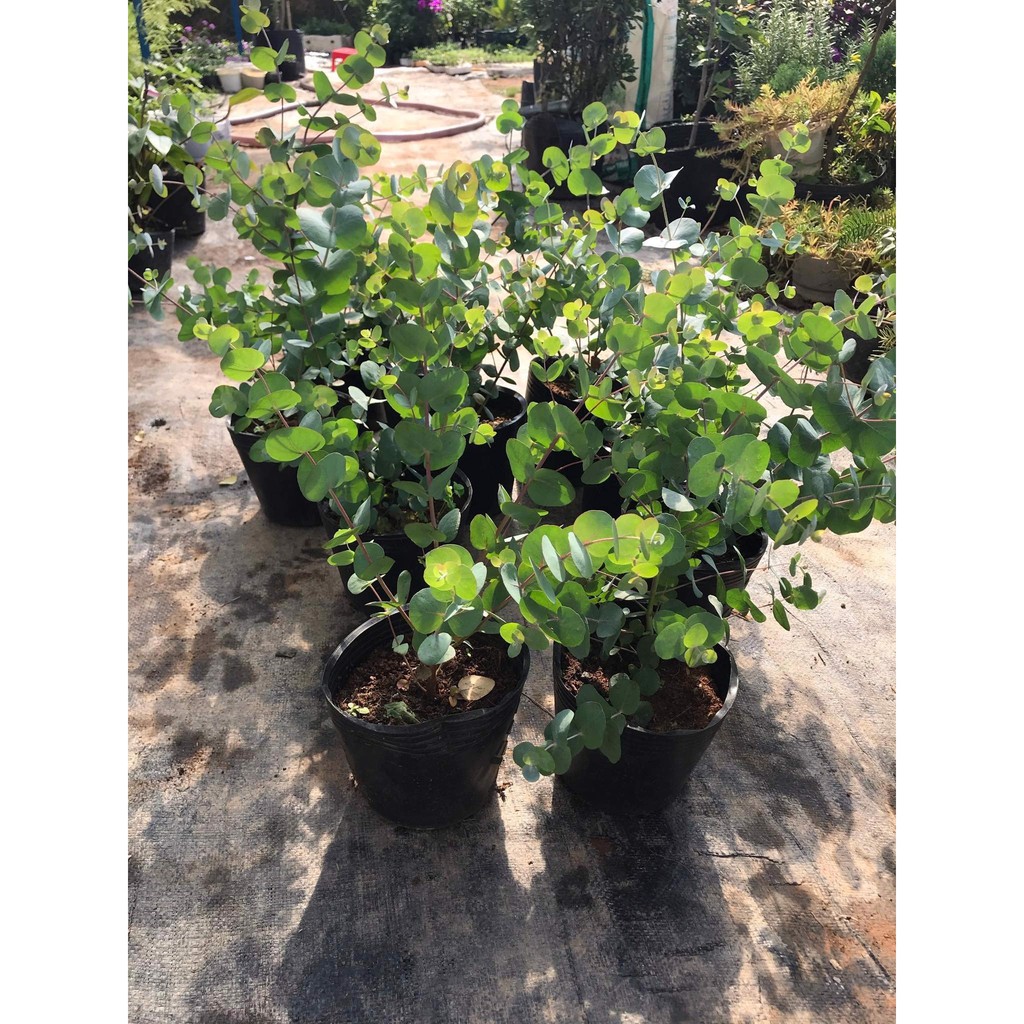 Chậu cây Khuynh Diệp - Đô La Bạc - Bạch Đằng cảnh - SilverDollar Tree - Eucalyptus cinerea