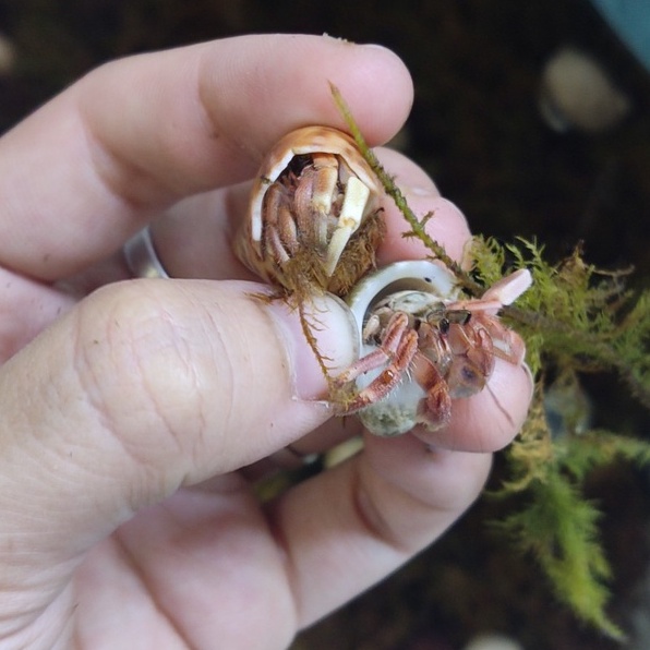 Combo mô hình albino màu ngẫu nhiên kích thước tùy chọn