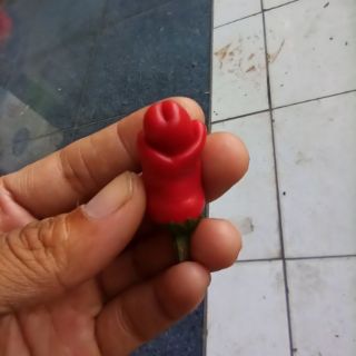 hạt Ớt peter ( ớt cu tí)