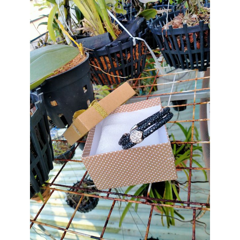 Vòng đôi cá đuối