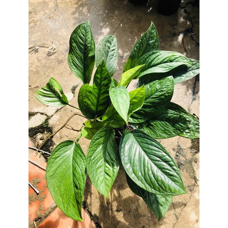 Trầu bà Hạnh Phúc
