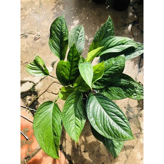Trầu bà Hạnh Phúc