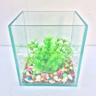 Bể cá mini thuỷ tinh siêu rẻ