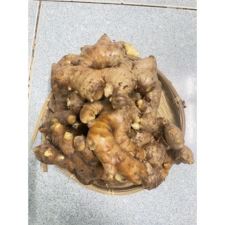GỪNG TƯƠI VIỆT NAM