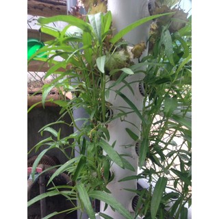 DINH DƯỠNG THỦY CANH ĂN LÁ PHA 250 LÍT