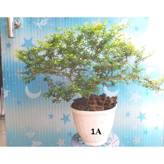 Cây Linh Sam Bonsai siêu bông kèm chậu kiểu như hình