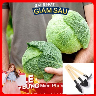 Hạt Giống Bắp Cải Nhăn - 30 Hạt / Gói - Tặng Kèm Bộ Dụng Cụ Trồng Cây Mini
