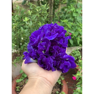 Hoa đậu biếc khô