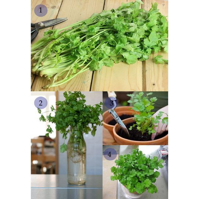 Hạt giống Rau Mùi Chịu Nhiệt luckyseed hạt siêu rẻ