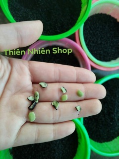Đỗ đen xanh lòng rang sẵn 1kg