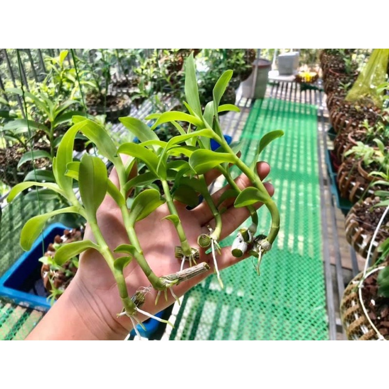 PHI ĐIỆP 5 CÁNH TRẮNG PHÚ THỌ