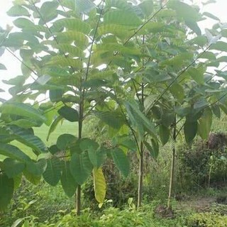 Hạt gáo vàng