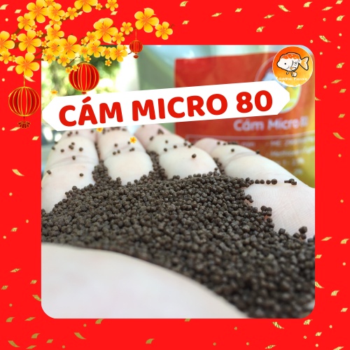 CÁM CÁ VÀNG MICRO 80 GIÚP CÁ KHỎE MẠNH