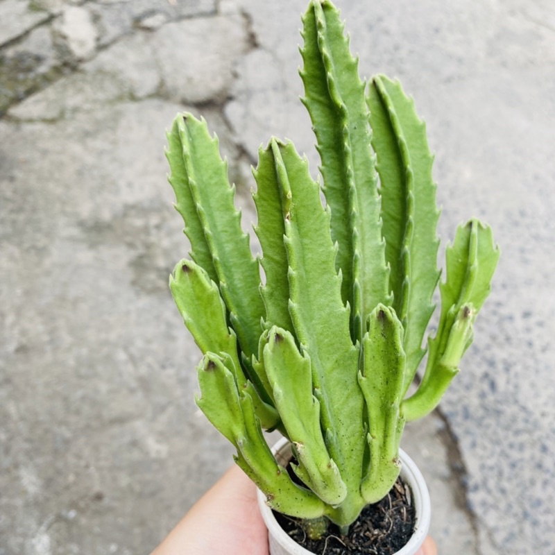 XƯƠNG RỒNG SAO BIỂN MẬP HOA TO RẤT TO