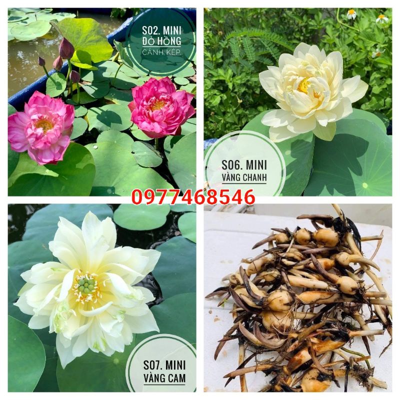 Củ sen mini Nhật vàng chanh, vàng cam, đỏ hồng