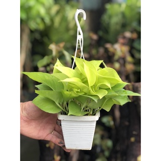 Chậu treo Trầu Bà Thái Vàng