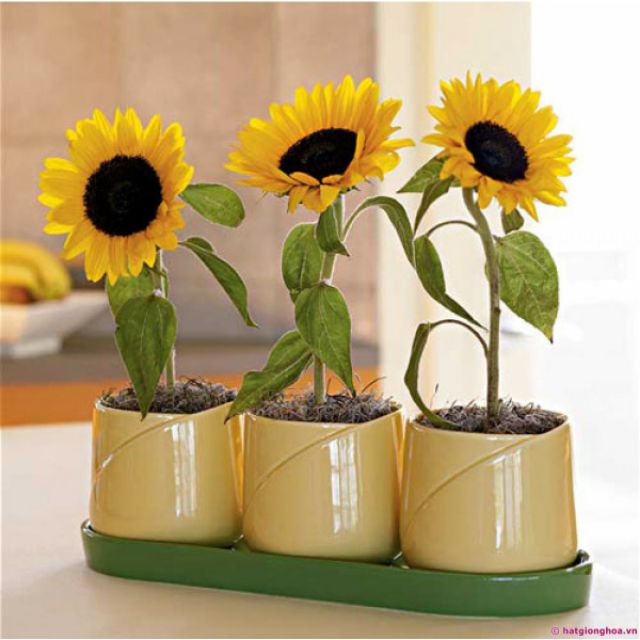 Hạt Giống Hướng Dương Lùn Vàng