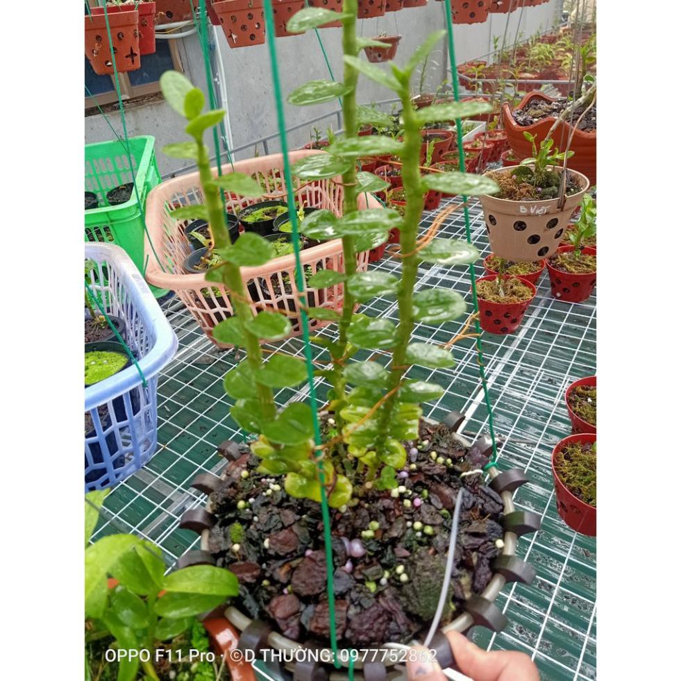 Hoa lan phi điệp- mít đồng xu đà bắc ( bản lá to, dày )