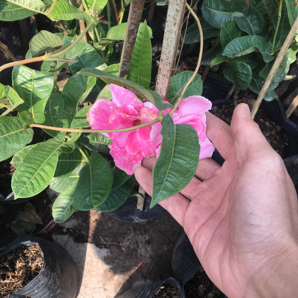 Cây Hoa Hồng Anh Leo Giàn Chiều Cao 50cm Hoa Quanh Năm