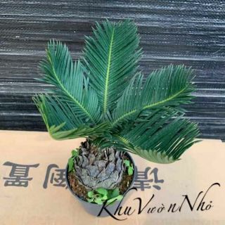 Cây vạn niên tuế.....