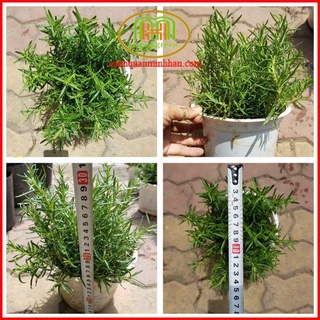 Cây hương thảo mini Rosemary đuổi muỗi, côn trùng làm gia vị
