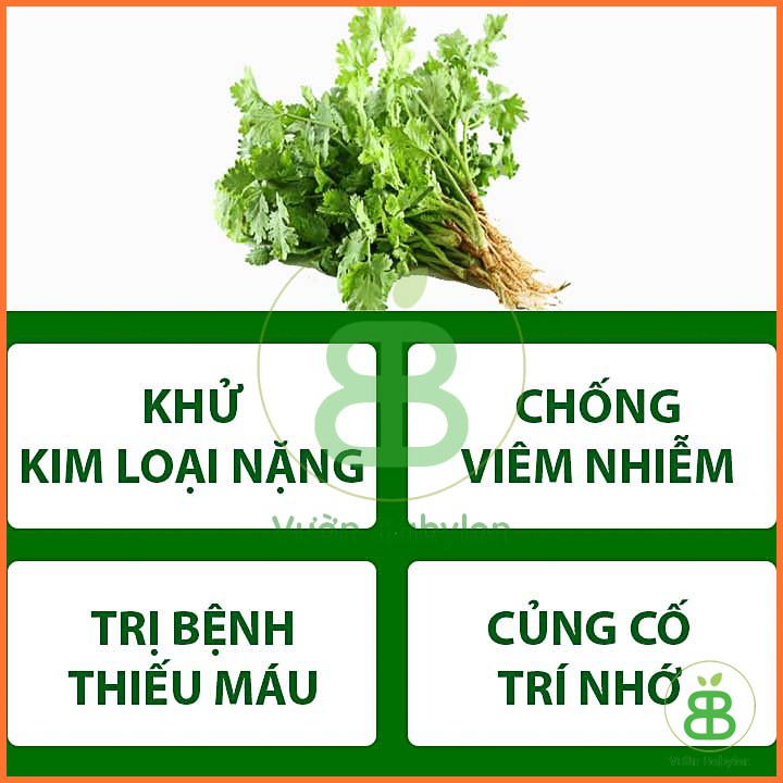 Hạt Giống Rau Mùi Ngò Ta - Ngò Bạc Liêu 20G