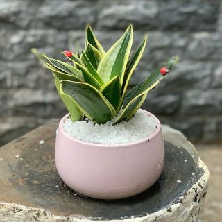 🌸🌿   Cây lưỡi mèo🌸🌿