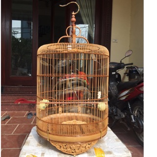 Lồng choè than chân đục bát tiên
