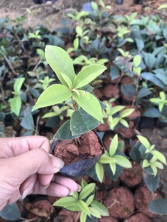 Cây hoa mộc hương giống