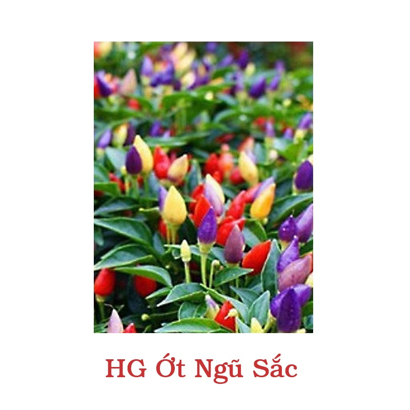 Hạt Giống Ớt Ngũ Sắc 30 hạt